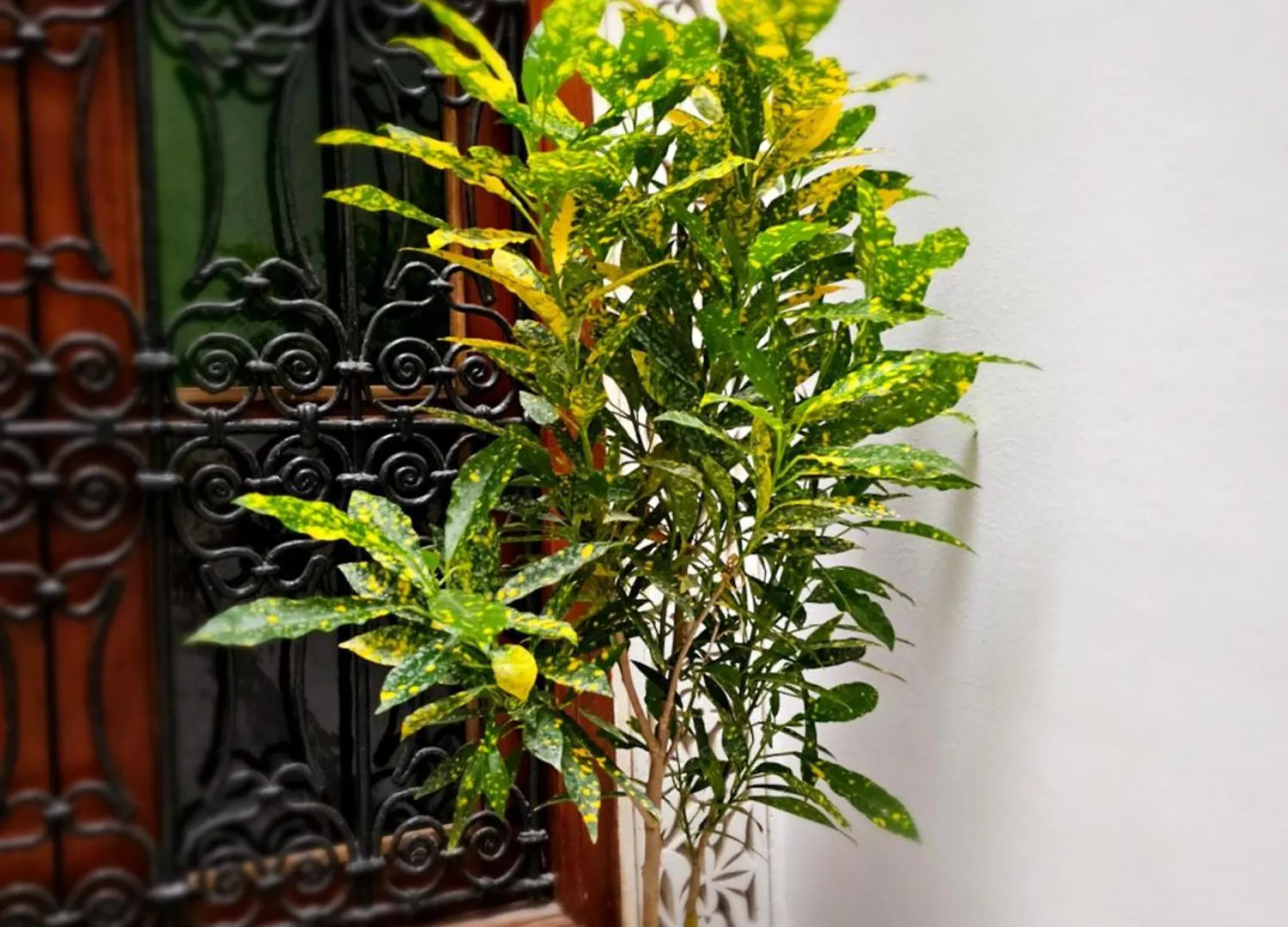 Hotel Riad Fes Miracle